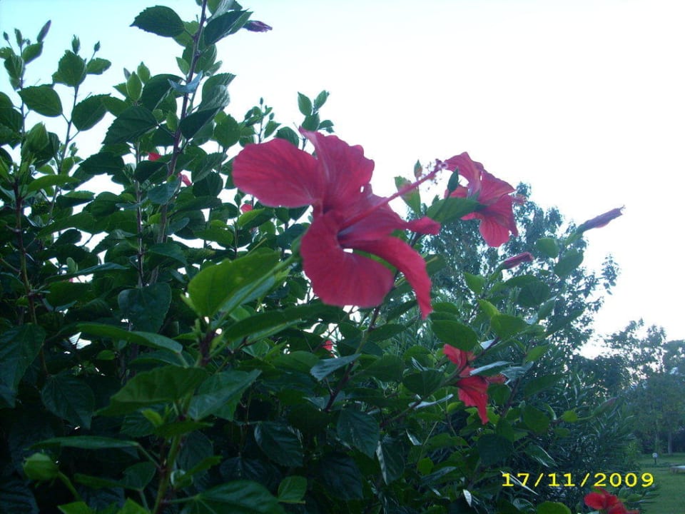 Novemberblüten Kilikya Palace Göynük