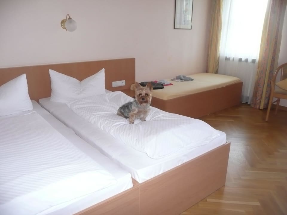 Náš krásný pokoj a pejsek Hotel Kollerhof