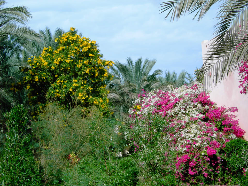Gartenanlage Hotel Blue Lagoon
