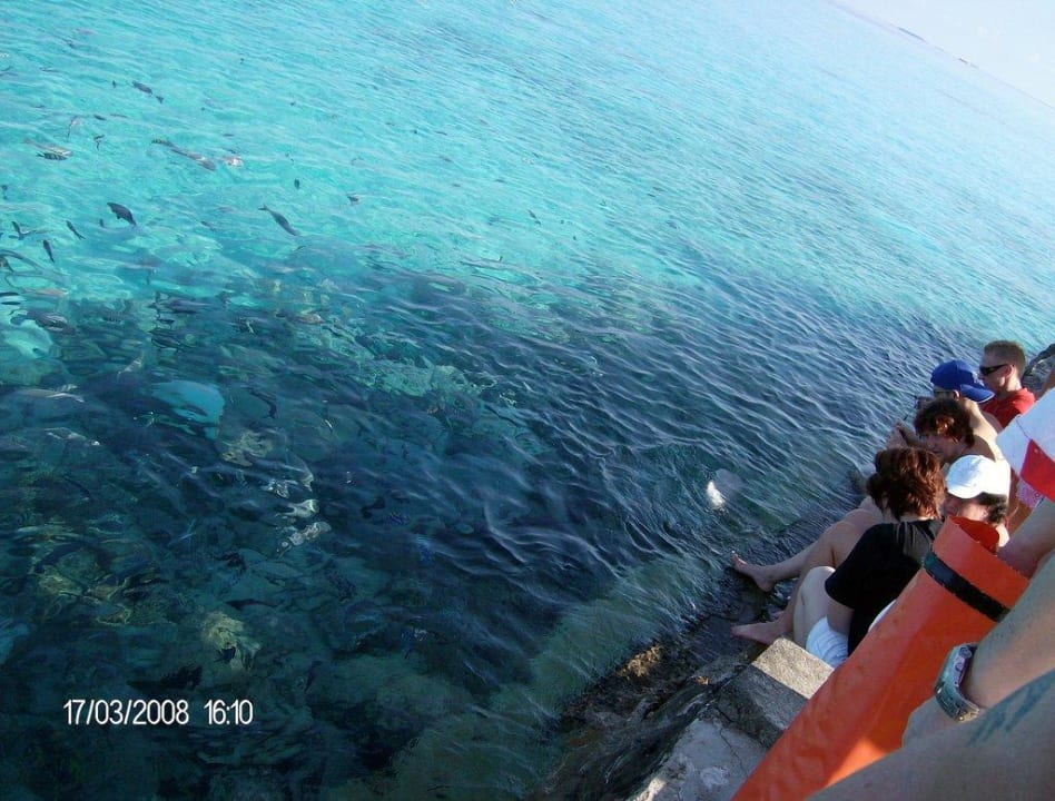 Stachelrochenfütterung Summer Island Maldives