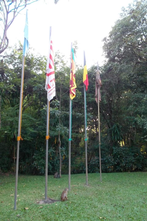 Affen bei den Fahnenmasten Sigiriya Village