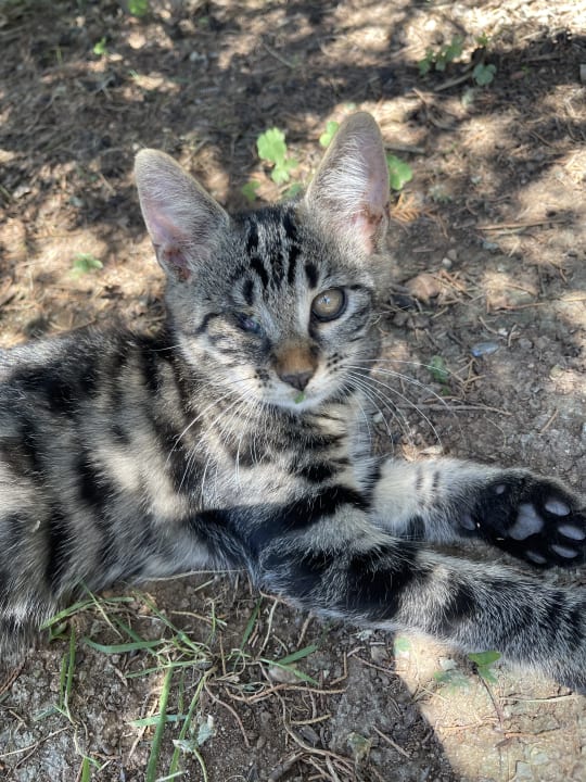 Sonstiges Lonicera Resort & Spa Hotel