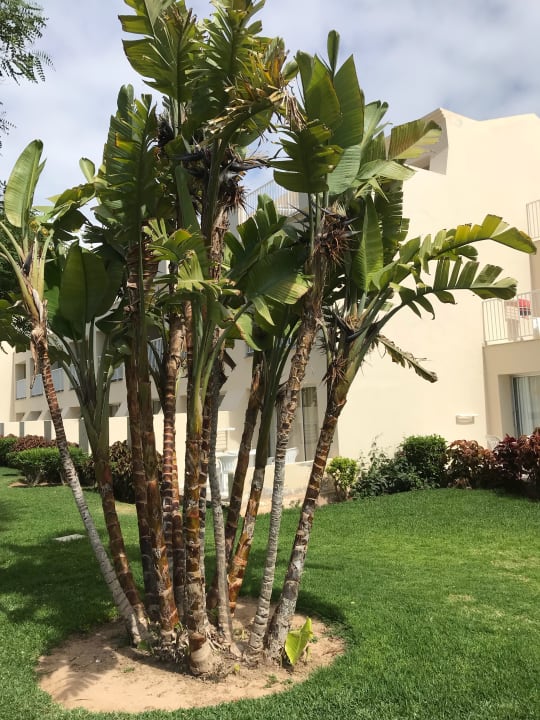 Garten Hotel Riu Oliva Beach - Hotel