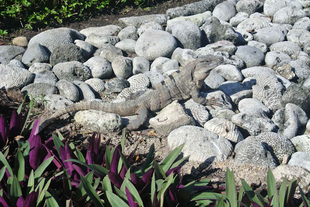 Iguane Grand Sirenis Riviera Maya Resort & Spa