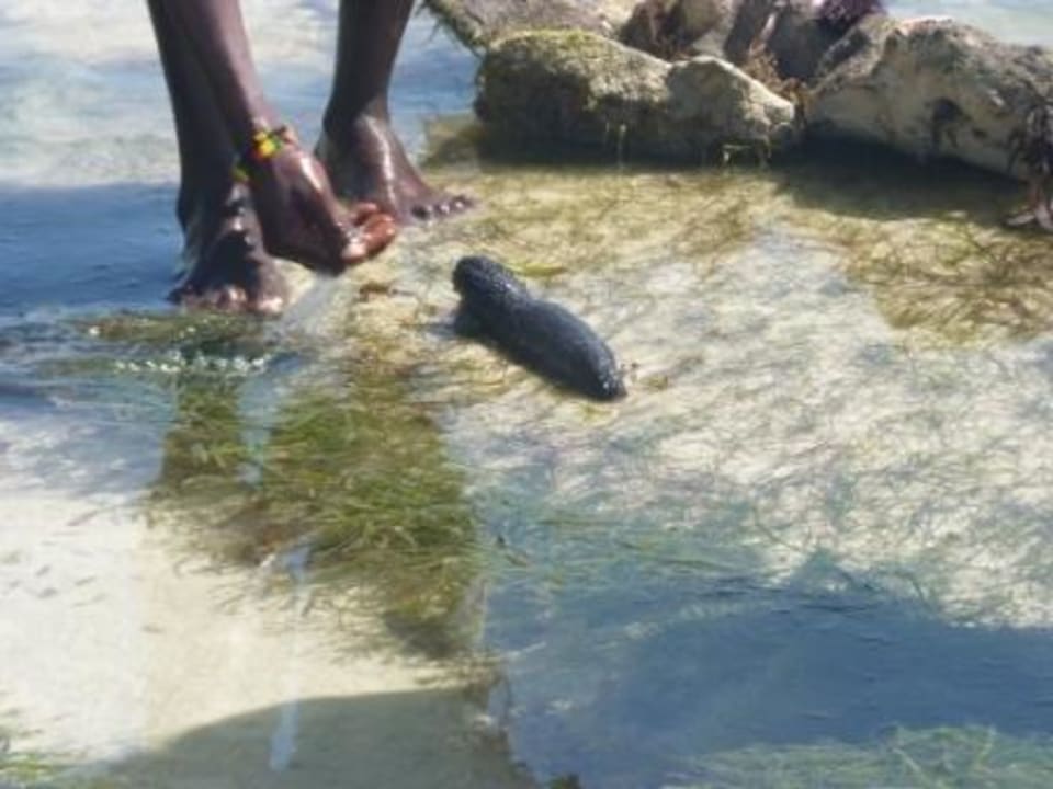 Seegurke bei Ebbe Hotel Papillon Lagoon Reef