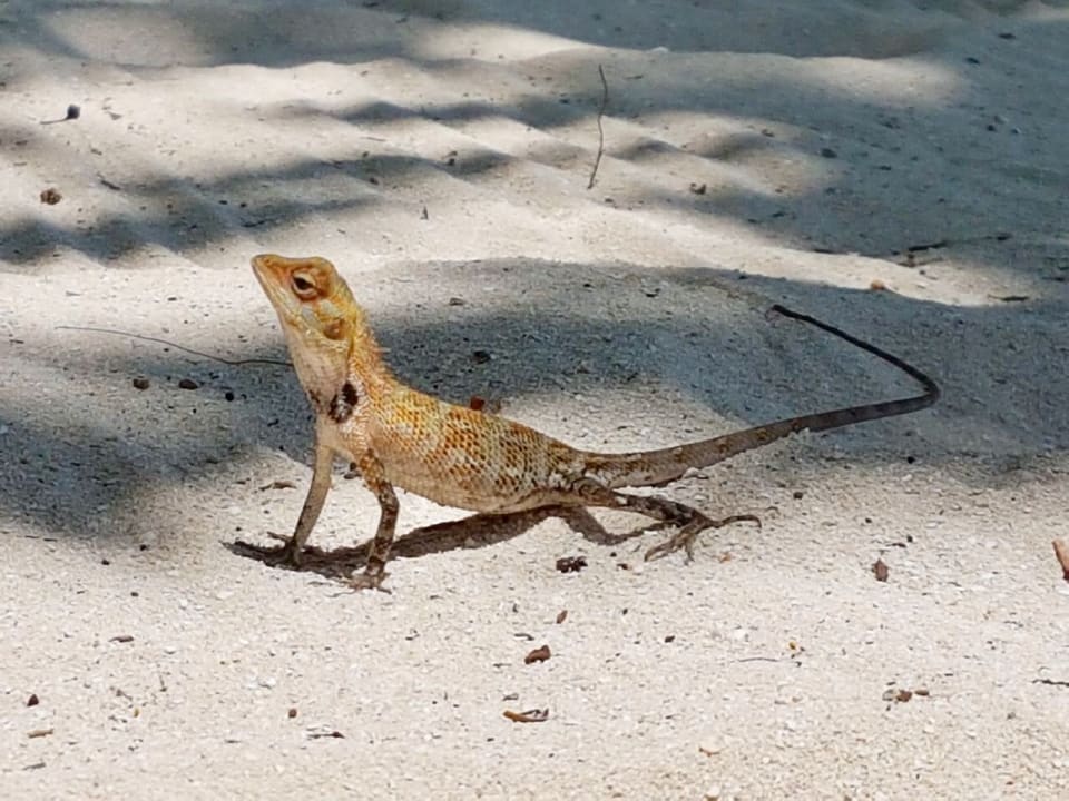 Sonstiges Kuramathi Maldives