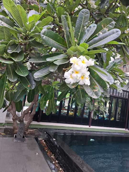 Pool Fifth Jomtien Pattaya