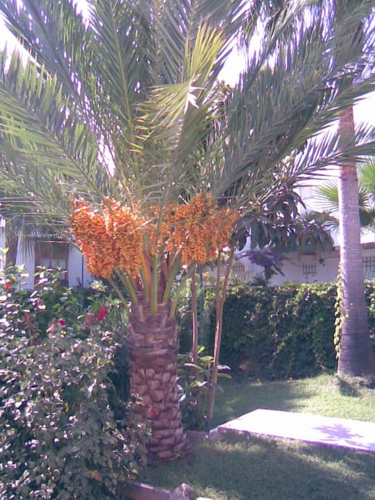 Antik Garden Antik Garden