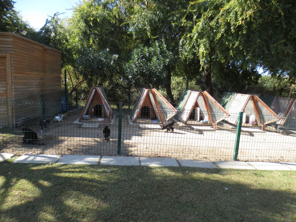 Minizoo im Sunis Elita - Hühner, Enten, Kaninchen  Sunis Elita Beach Resort & Spa