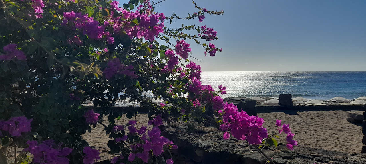 Ausblick allsun App.-Hotel Albatros