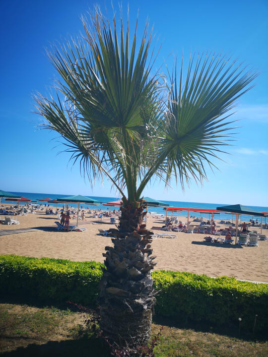 Strand Kamelya Aishen Club