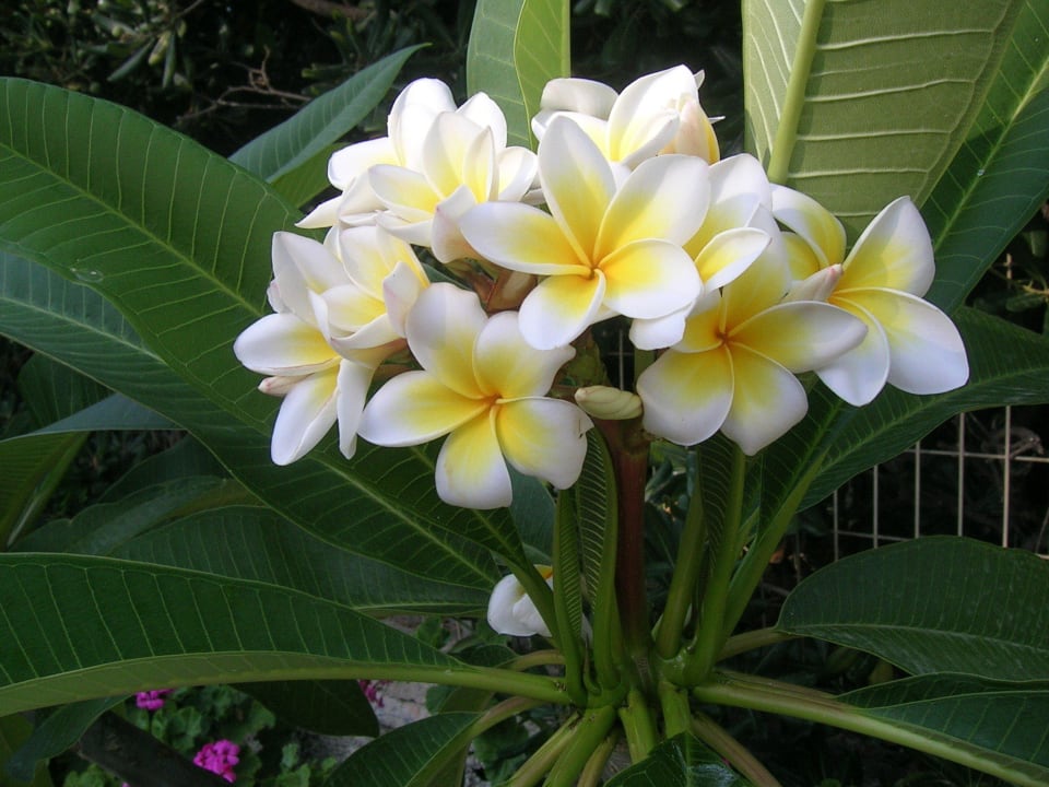 Plumeria Hotel Kathrin Beach