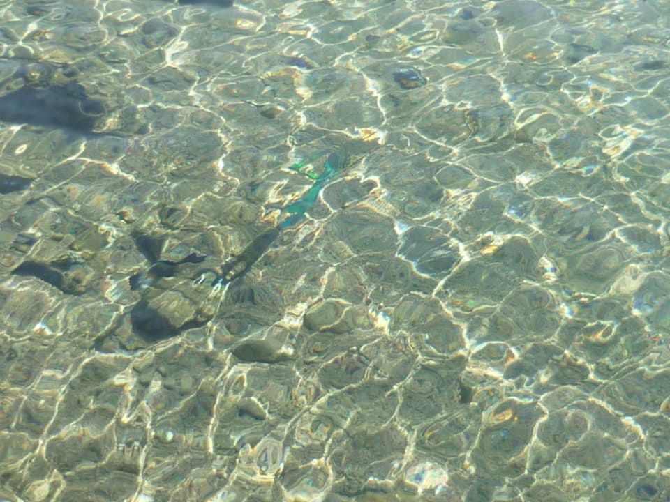 Wie im Aquarium Charmillion Sea Life Resort