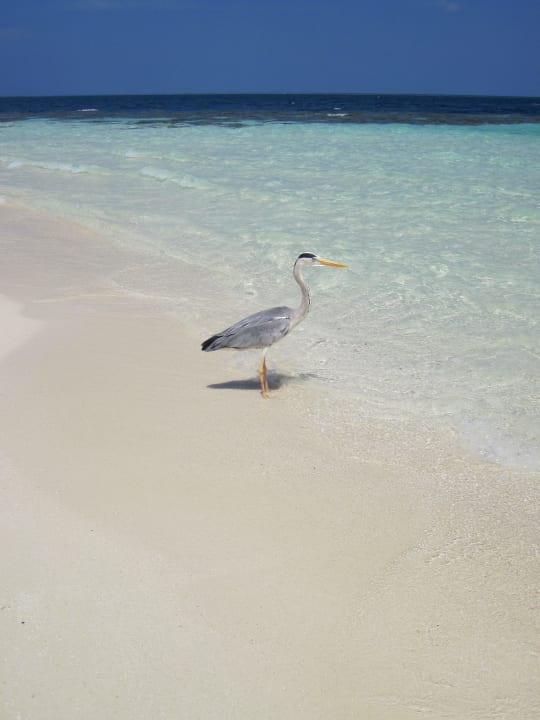 Reiher am Strand Eri Maldives