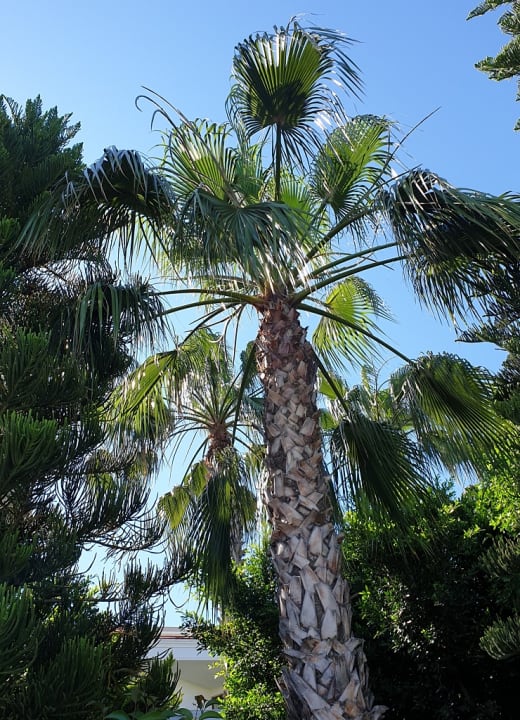 Gartenanlage Hane Family Resort