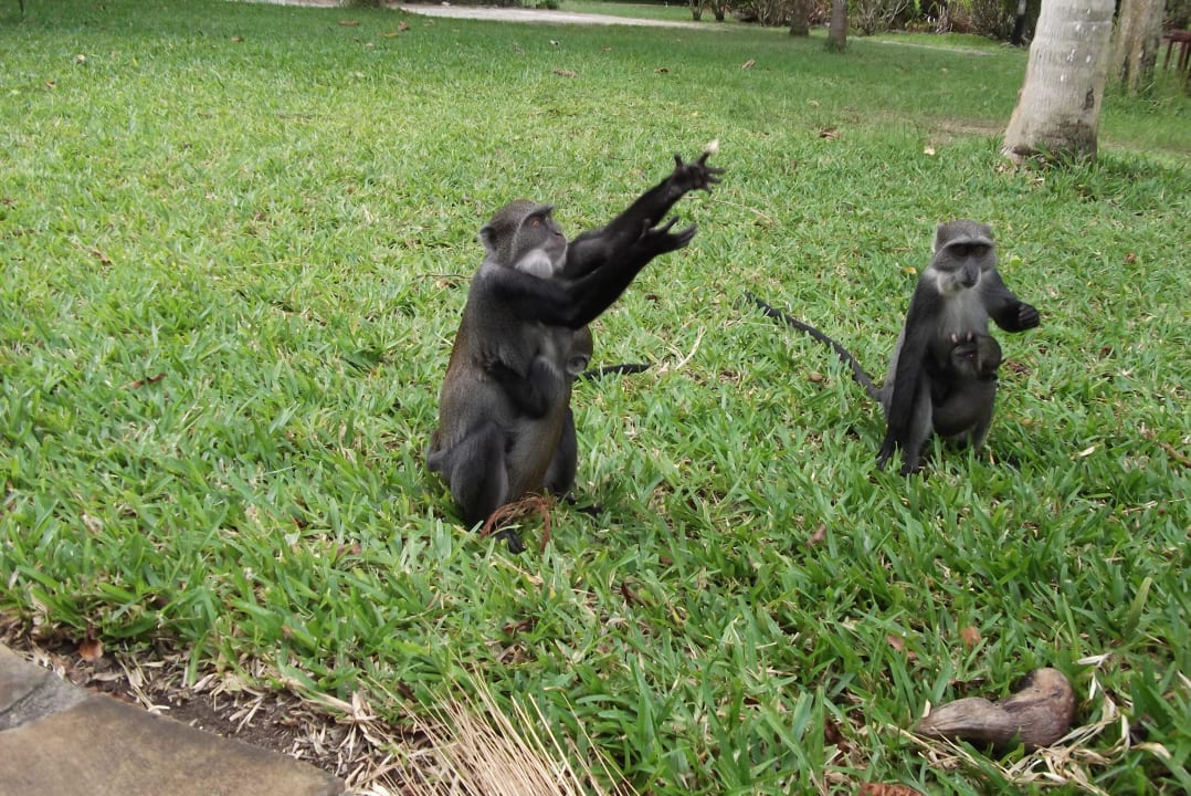 Affenbesuch Hotel Papillon Lagoon Reef