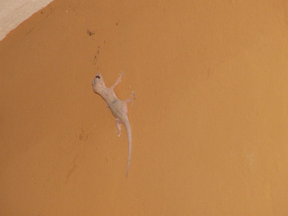 Gecko beim Jagen Punta Cana Princess All Suites Resort & Spa