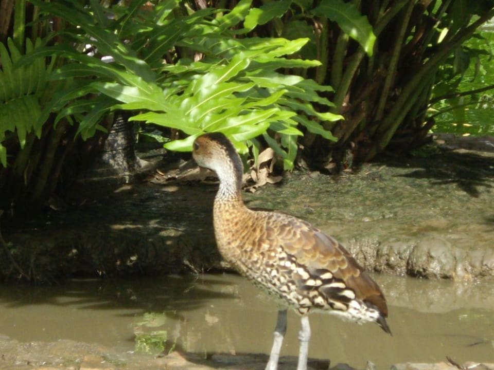 Ente Iberostar Selection Hacienda Dominicus