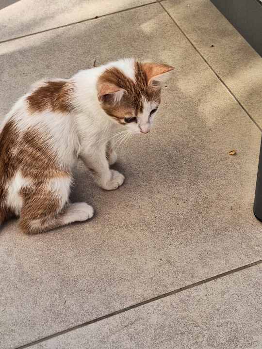 Gastro Korumar Ephesus Beach & Spa Resort