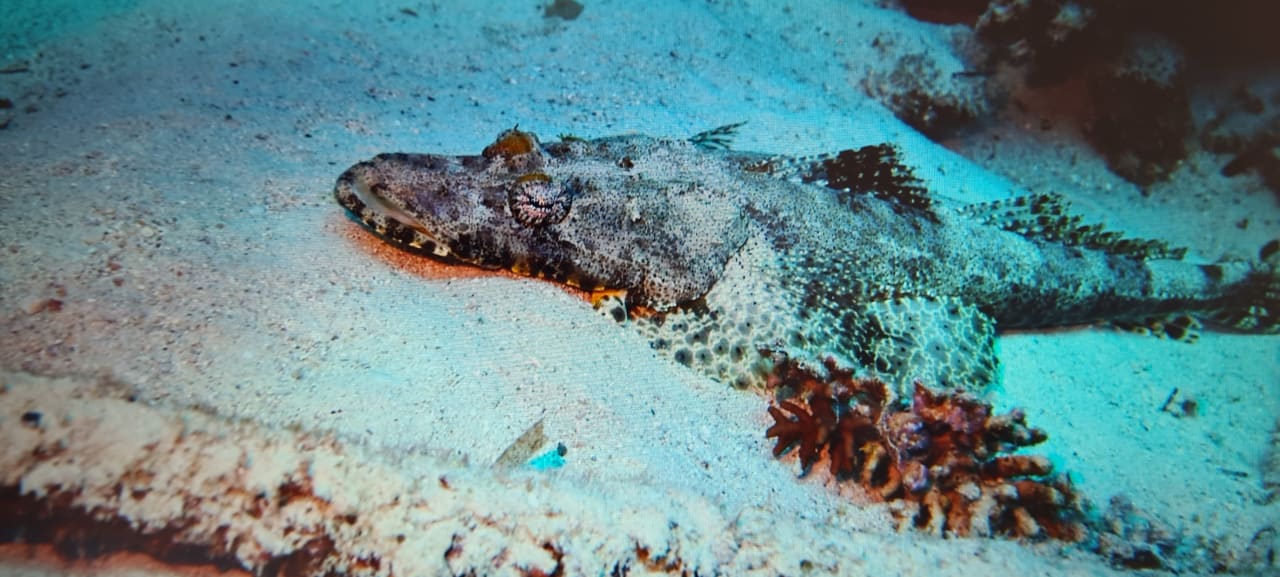 Sport & Freizeit Novotel Marsa Alam Beach Resort