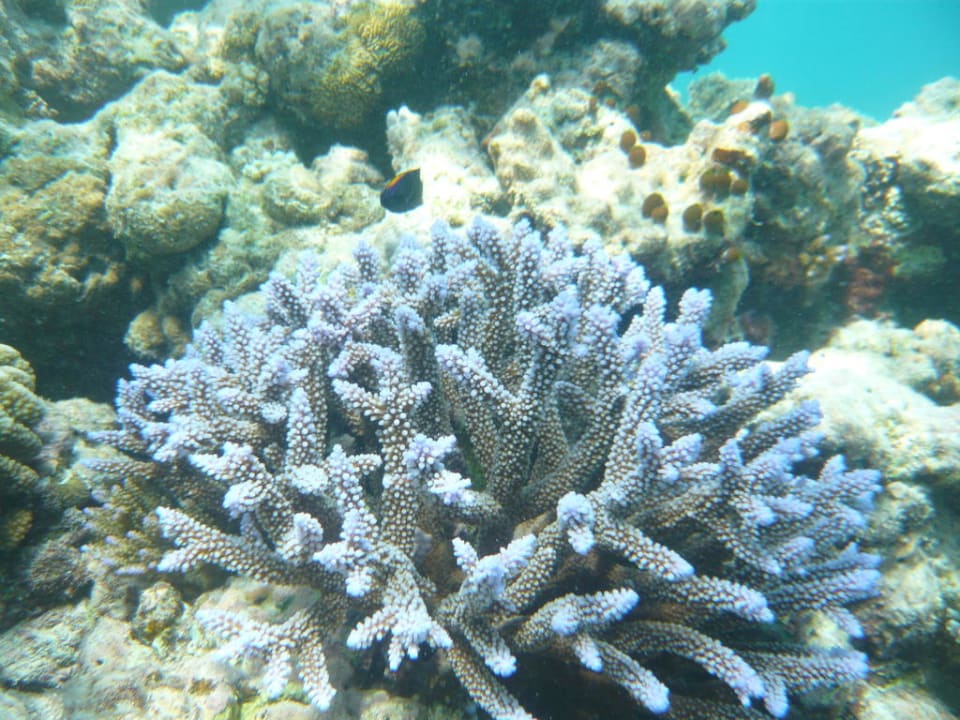 Beim Schnorcheln Meeru Maldives Resort Island