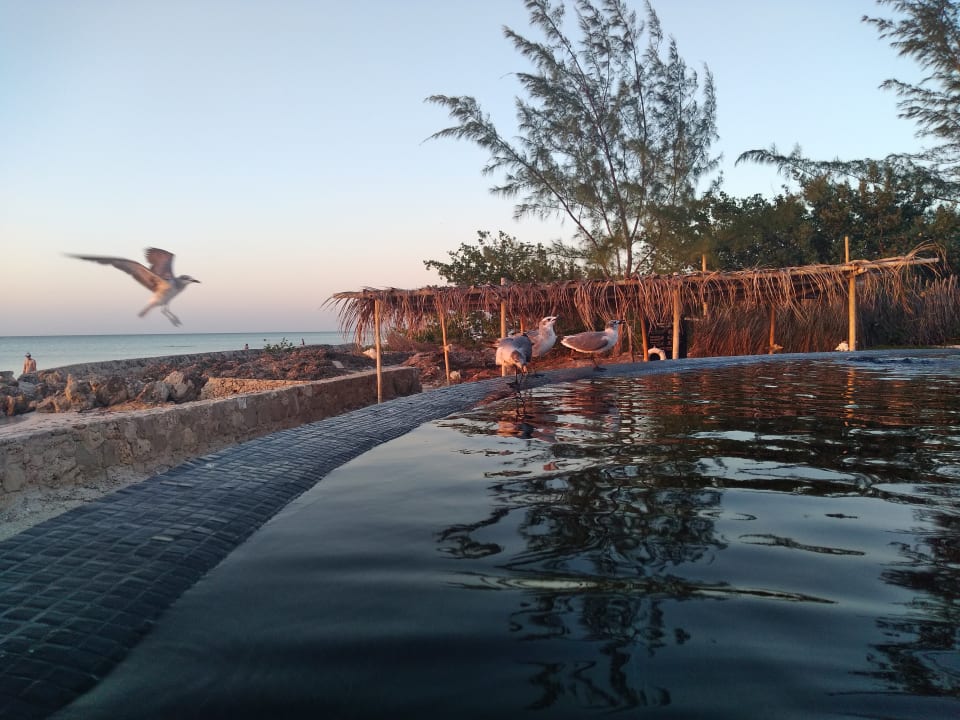 Pool Hotel Villas Flamingos