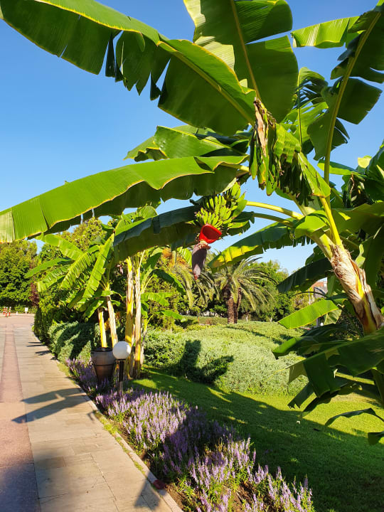 Gartenanlage Sunrise Resort Hotel