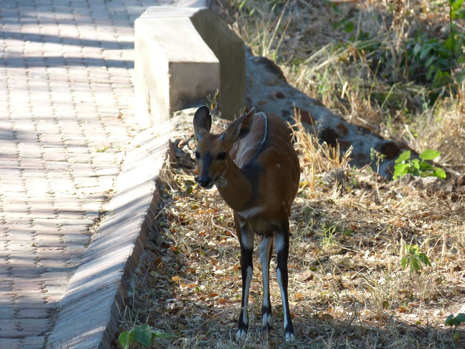 Bushbock an der Hoteleinfahrt Chobe Bush Lodge
