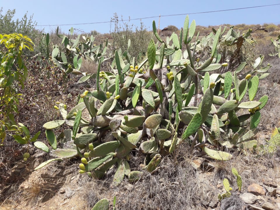 Sonstiges Bauernhof Tomás y Puri
