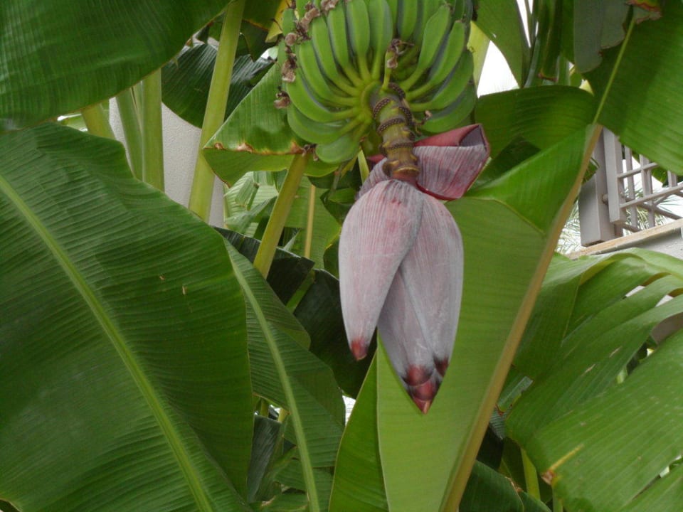 Bananenstaude mit Blüte Sunis Elita Beach Resort & Spa