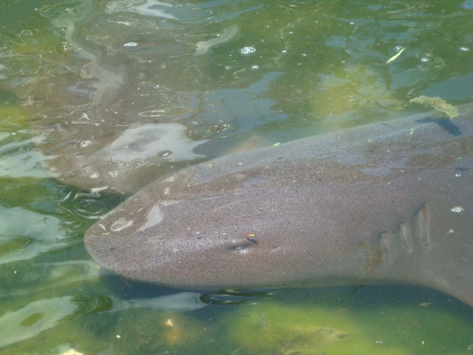 Katzenhaie in der Lagune Melia Las Antillas - Adults only