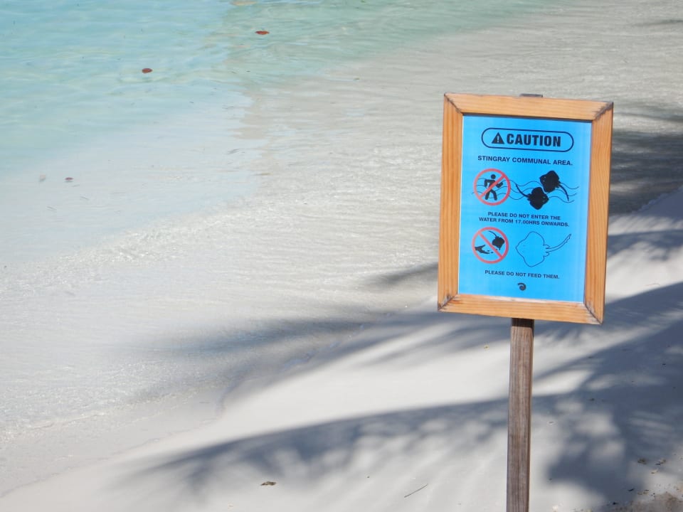 Rochenfütterung endlich eingestellt! Kuramathi Maldives