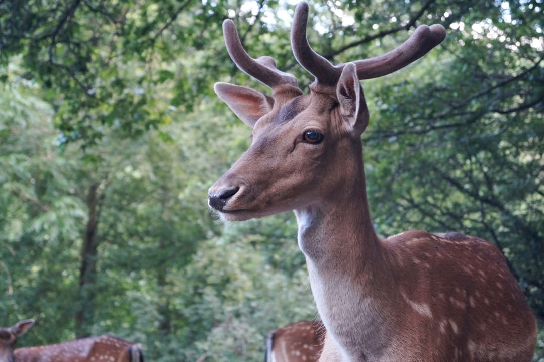 Sonstiges REGIOHOTEL Schanzenhaus Wernigerode