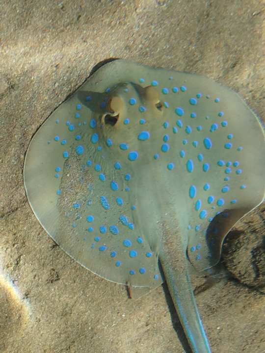 Sport & Freizeit Siva Golden Bay Makadi