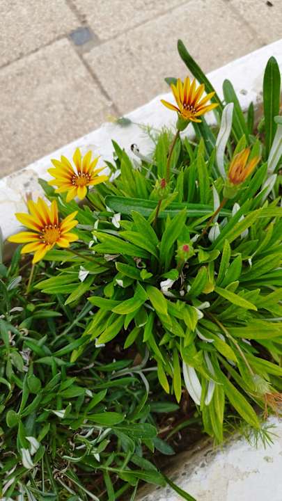 Gartenanlage Calimera One Resort Jockey