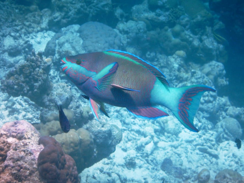 Strand Adaaran Select Meedhupparu Island Resort - Premium All Inclusive