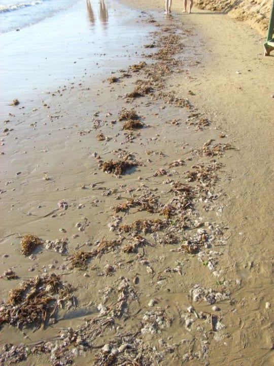 Strand PALOMA Perissia