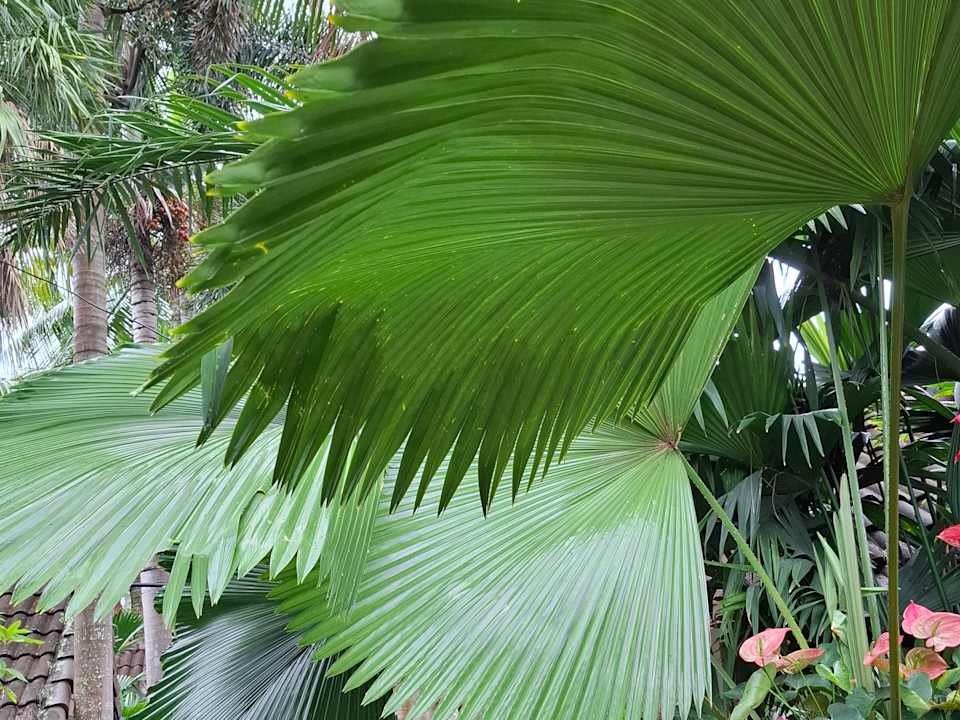 Gartenanlage Laluna Hotel & Resort