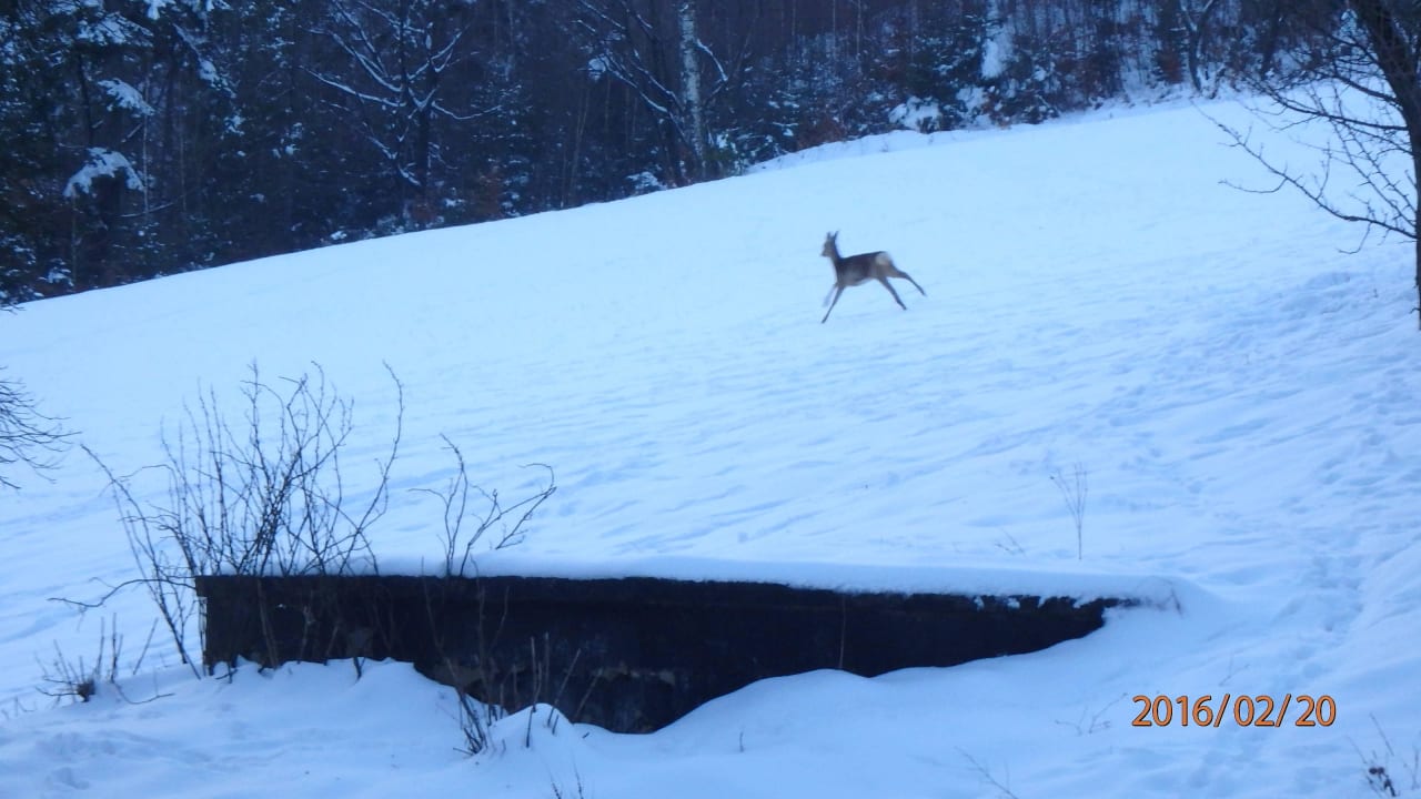 Sarenka Rezydencja Izabella