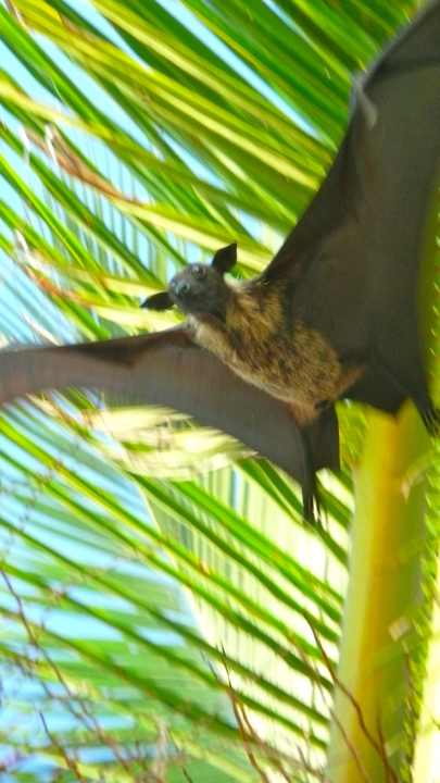 Flughund Summer Island Maldives