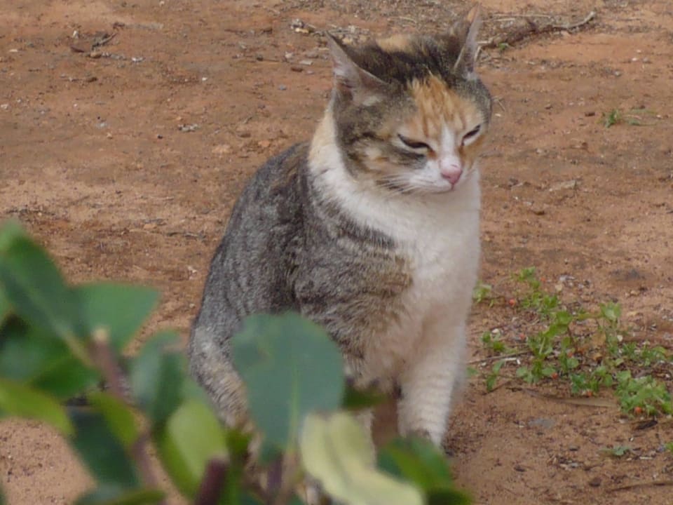 Besuch im Katzencafe Phãea Cretan Malia