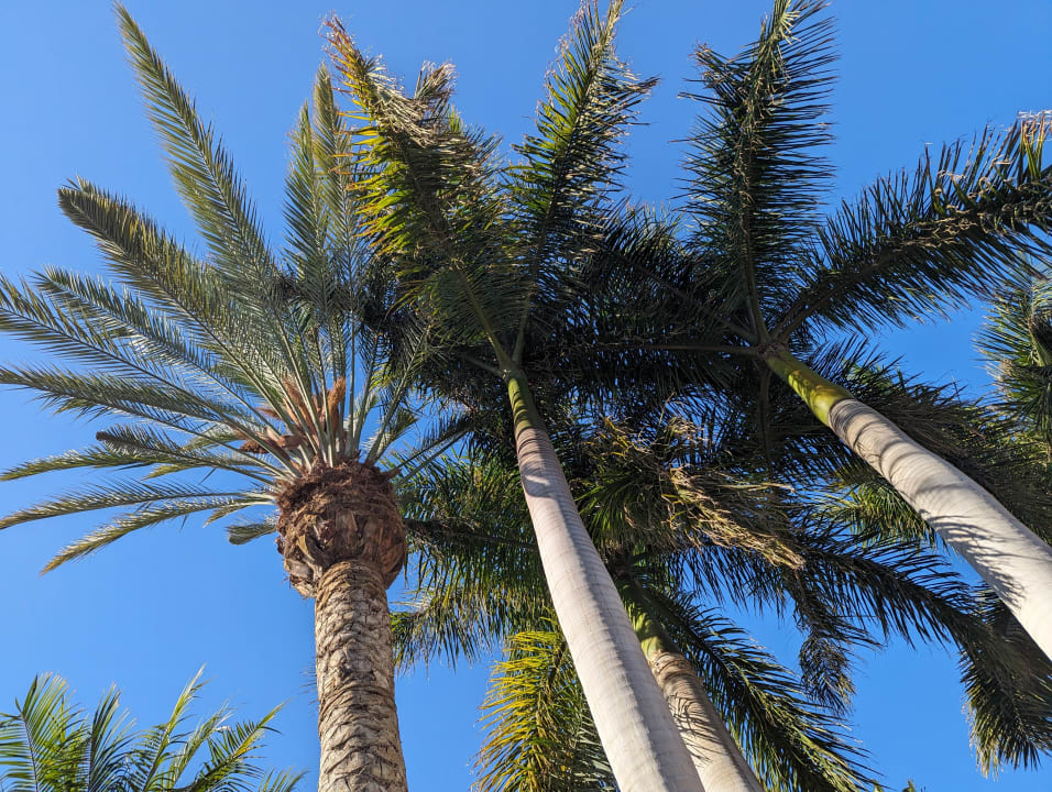 Gartenanlage R2 Bahía Playa Design Hotel & Spa - Adults Only