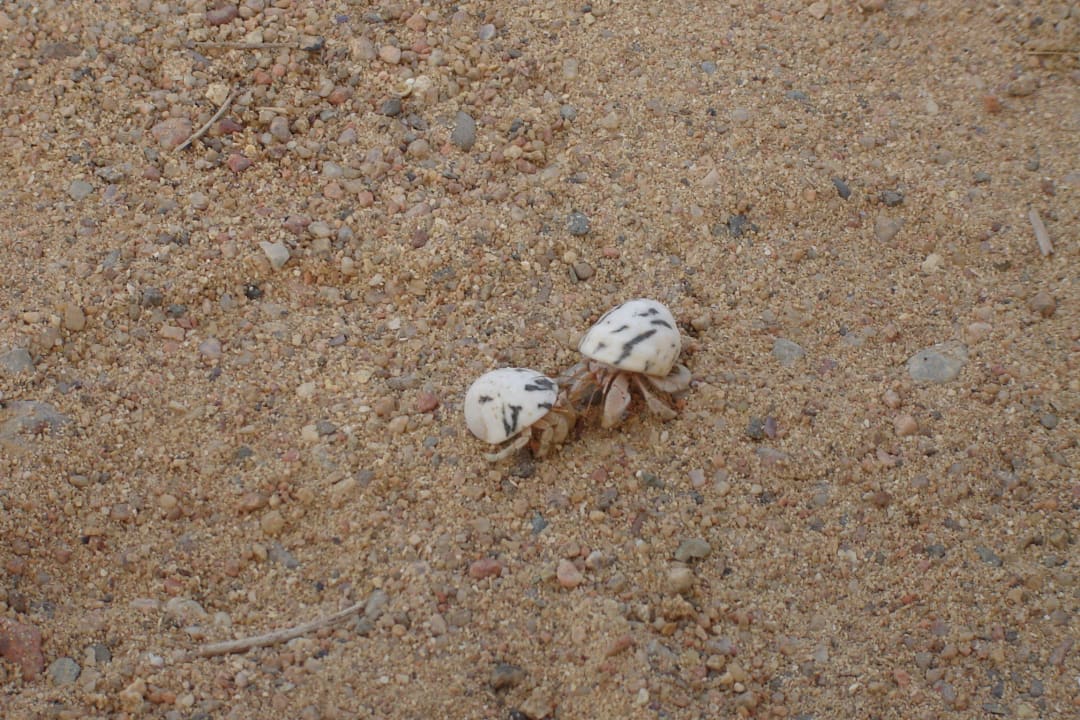 Krabiki na plaży Three Corners Sea Beach Resort