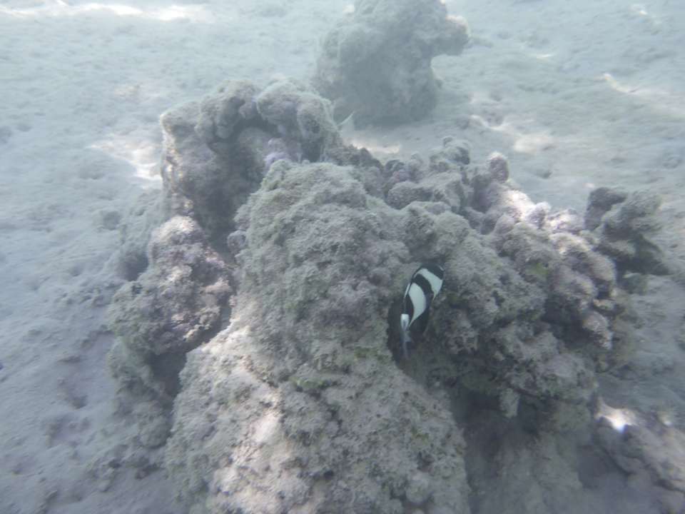 Strand Sentido Reef Oasis Suakin