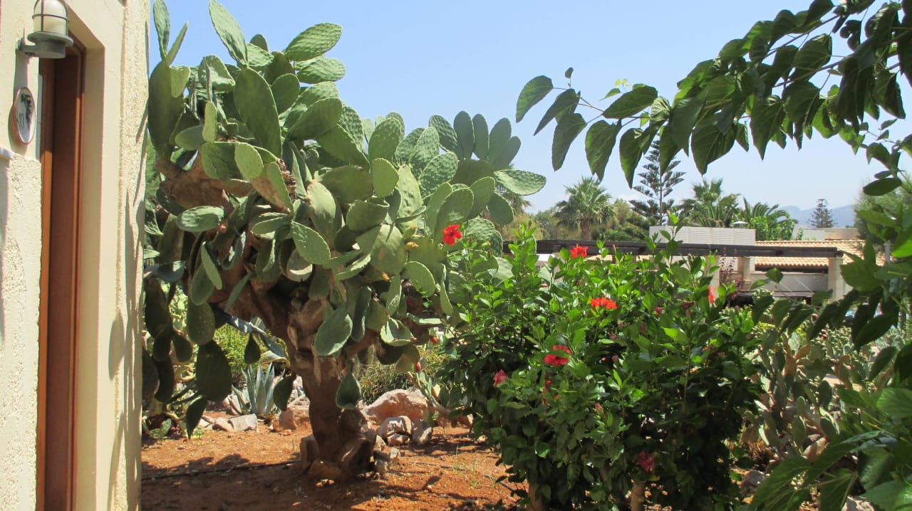 Hotel Cretan Malia Park Phãea Cretan Malia