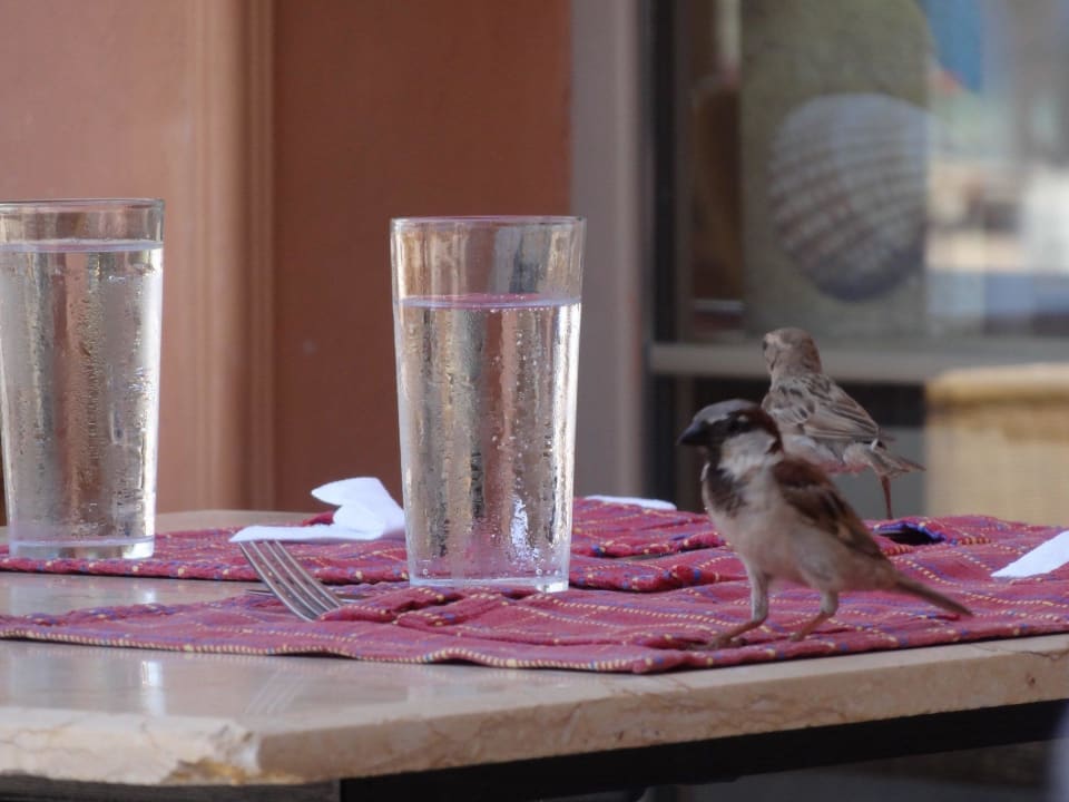 Besucher beim Mittagessen Grand Makadi