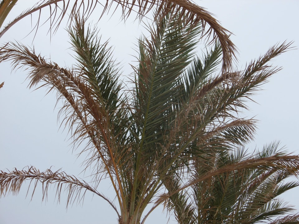 Palmy El Karma Aqua Beach Resort