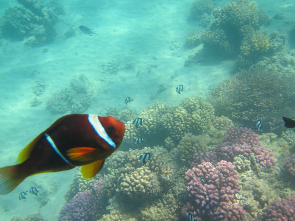 Sport & Freizeit Shams Prestige Abu Soma-Adults Only