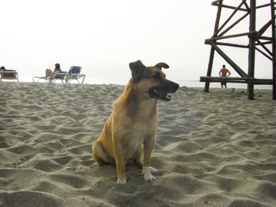 Sparky auf Strandwache  Hotel Riu Karamboa