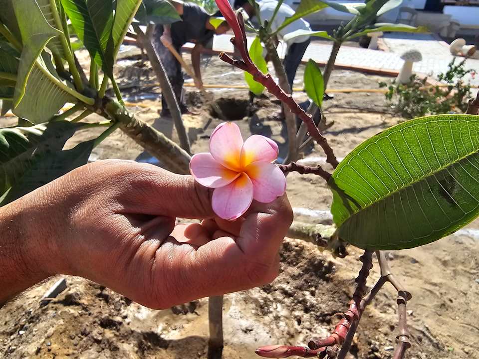 Gartenanlage Beach Safari Nubian Resort